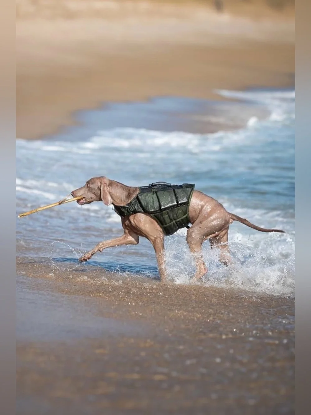 NOAH & PAW Dog Life Jacket, Human Standards Lifejacket Design, Dog Life Vest for